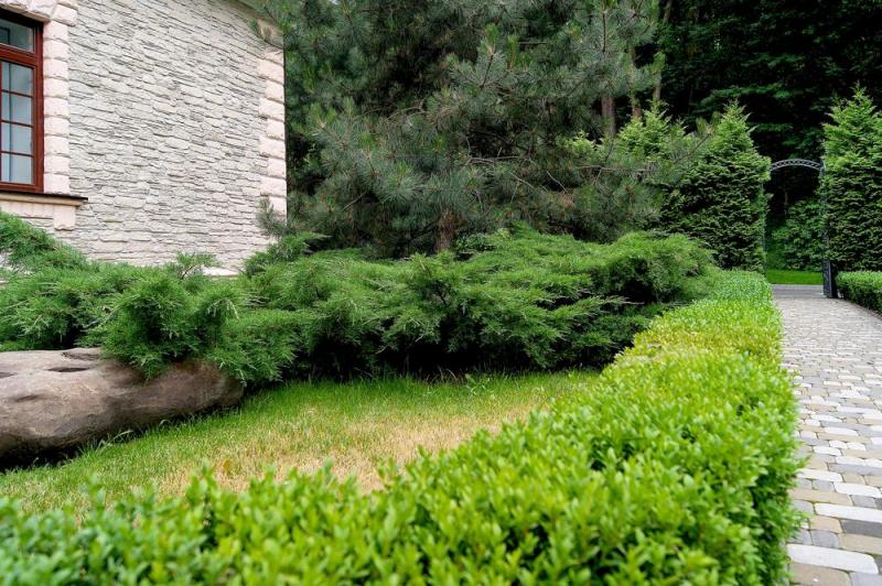 Vente d'arbustes ornementaux : cr&eacute;er un jardin harmonieux