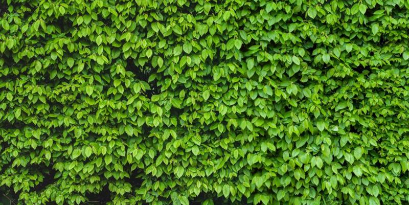 Vente de haies : quelles esp&egrave;ces privil&eacute;gier pour votre jardin ?