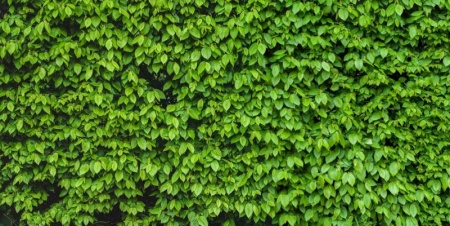Vente de haies : quelles esp&egrave;ces privil&eacute;gier pour votre jardin ?
